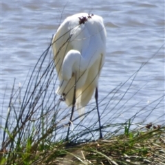 Ardea alba at Granton, TAS - 3 Jan 2025 01:48 PM