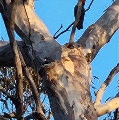 Callocephalon fimbriatum (Gang-gang Cockatoo) at Carwoola, NSW - 27 Dec 2024 by IJO