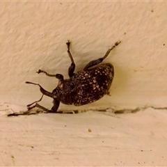 Tyrtaeosus sp. (genus) (Weevil) at Bungonia, NSW - 22 Dec 2024 by KorinneM