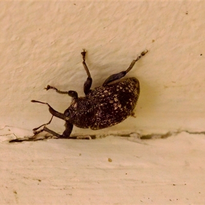 Tyrtaeosus sp. (genus) (Weevil) at Bungonia, NSW - 22 Dec 2024 by KorinneM