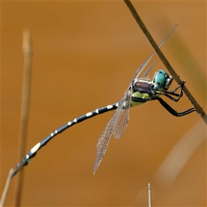 Parasynthemis regina at Forde, ACT - 2 Jan 2025 03:50 PM