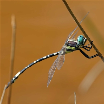 Parasynthemis regina (Royal Tigertail) at Forde, ACT - 2 Jan 2025 by DPRees125