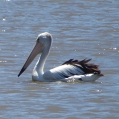 Pelecanus conspicillatus at Granton, TAS - 3 Jan 2025 by VanessaC