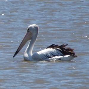 Pelecanus conspicillatus (Australian Pelican) at Granton, TAS by VanessaC