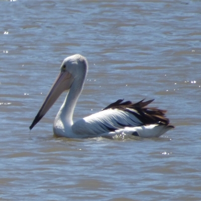 Pelecanus conspicillatus (Australian Pelican) at Granton, TAS - 3 Jan 2025 by VanessaC