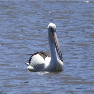 Pelecanus conspicillatus at Granton, TAS - 3 Jan 2025 02:08 PM
