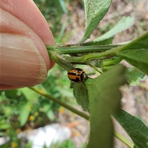 Micraspis frenata (Striped Ladybird) at Surf Beach, NSW by LyndalT