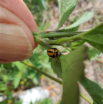 Micraspis frenata (Striped Ladybird) at Surf Beach, NSW - 22 Dec 2024 by LyndalT