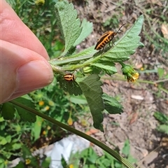 Micraspis frenata at Surf Beach, NSW - 22 Dec 2024 02:41 PM