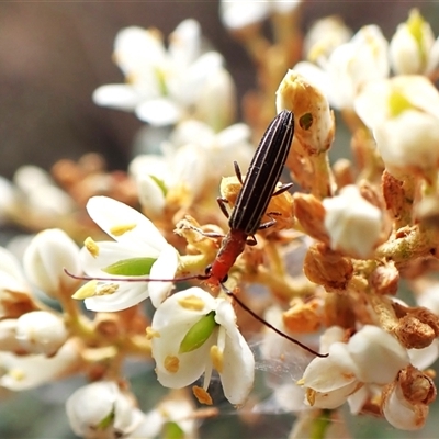 Syllitus rectus (Longhorn beetle) at Cook, ACT - 3 Jan 2025 by CathB