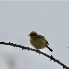 Cisticola exilis (Golden-headed Cisticola) at High Range, NSW - 31 Dec 2024 by Span102