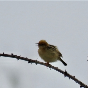 Cisticola exilis (Golden-headed Cisticola) at High Range, NSW by Span102