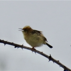 Cisticola exilis at High Range, NSW - 31 Dec 2024 06:49 AM