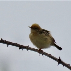 Cisticola exilis at High Range, NSW - 31 Dec 2024 06:49 AM