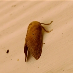 Doratifera quadriguttata and casta (Four-spotted Cup Moth) at Bungonia, NSW - 22 Dec 2024 by KorinneM