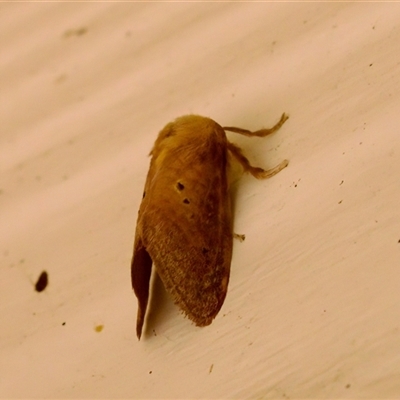 Doratifera quadriguttata and casta (Four-spotted Cup Moth) at Bungonia, NSW - 22 Dec 2024 by KorinneM