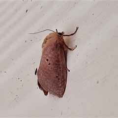 Doratifera quadriguttata and casta at Bungonia, NSW - 22 Dec 2024