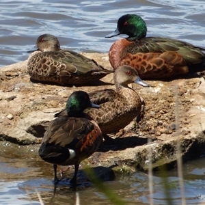 Anas castanea (Chestnut Teal) at Granton, TAS by VanessaC