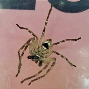 Neosparassus calligaster (Beautiful Badge Huntsman) at Bungonia, NSW by KorinneM