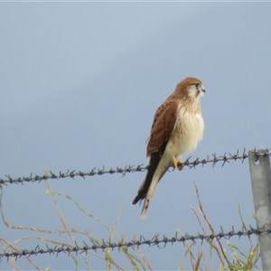 Falco cenchroides (Nankeen Kestrel) at High Range, NSW by Span102