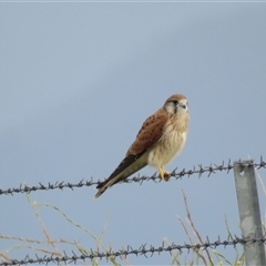 Falco cenchroides at High Range, NSW - 31 Dec 2024 07:26 AM