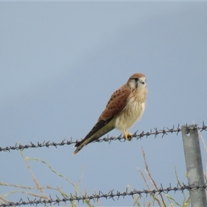 Falco cenchroides at High Range, NSW - 31 Dec 2024 07:26 AM