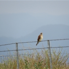 Falco cenchroides at High Range, NSW - 31 Dec 2024