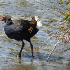 Porphyrio melanotus (Australasian Swamphen) at Granton, TAS - 3 Jan 2025 by VanessaC