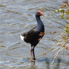 Porphyrio melanotus at Granton, TAS - 3 Jan 2025 02:25 PM