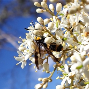 Pterygophorus cinctus at Cook, ACT - 3 Jan 2025