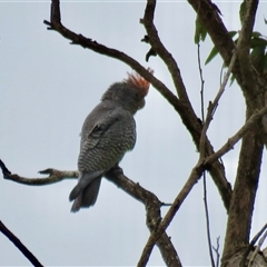 Callocephalon fimbriatum (Gang-gang Cockatoo) at High Range, NSW - 31 Dec 2024 by Span102