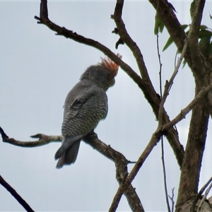 Callocephalon fimbriatum (Gang-gang Cockatoo) at High Range, NSW by Span102