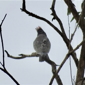 Callocephalon fimbriatum at High Range, NSW - suppressed