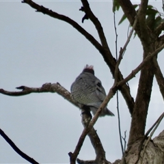 Callocephalon fimbriatum at High Range, NSW - suppressed