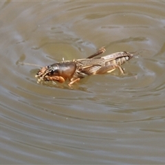 Gryllotalpa sp. (genus) (Mole Cricket) at Wodonga, VIC - 3 Jan 2025 by KylieWaldon