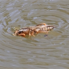 Gryllotalpa sp. (genus) at suppressed - suppressed