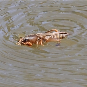 Gryllotalpa sp. (genus) at suppressed - suppressed