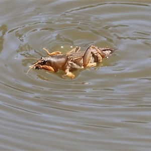 Gryllotalpa sp. (genus) at suppressed - suppressed