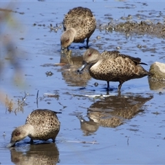 Anas gracilis (Grey Teal) at Granton, TAS - 3 Jan 2025 by VanessaC