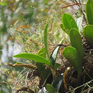 Thelychiton speciosa var. speciosa (Sydney Rock Orchid) at High Range, NSW by Span102