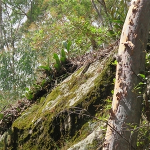 Dendrobium speciosum var. speciosum at High Range, NSW - suppressed