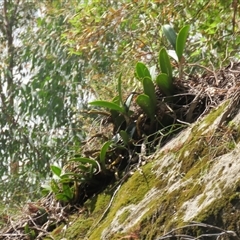 Dendrobium speciosum var. speciosum at High Range, NSW - suppressed