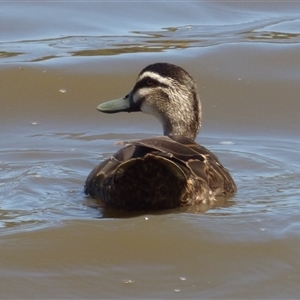 Anas superciliosa (Pacific Black Duck) at Granton, TAS by VanessaC