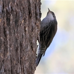 Cormobates leucophaea (White-throated Treecreeper) at West Wodonga, VIC - 1 Jan 2025 by KylieWaldon