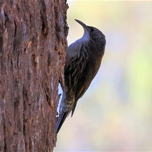 Cormobates leucophaea at West Wodonga, VIC - 1 Jan 2025