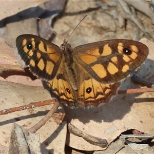 Geitoneura klugii (Marbled Xenica) at West Wodonga, VIC by KylieWaldon