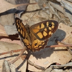 Geitoneura klugii at West Wodonga, VIC - 1 Jan 2025 07:16 AM