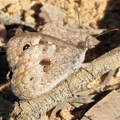 Geitoneura klugii at West Wodonga, VIC - 1 Jan 2025 07:16 AM
