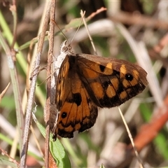 Geitoneura klugii at West Wodonga, VIC - 1 Jan 2025