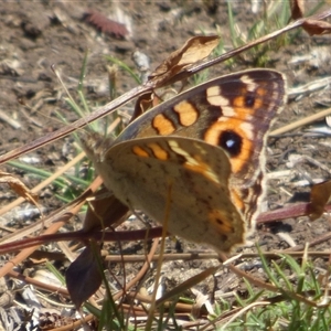 Junonia villida at Granton, TAS - 3 Jan 2025 02:24 PM